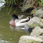 Ente aus Niedersachsen