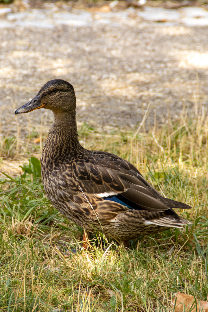 Ente