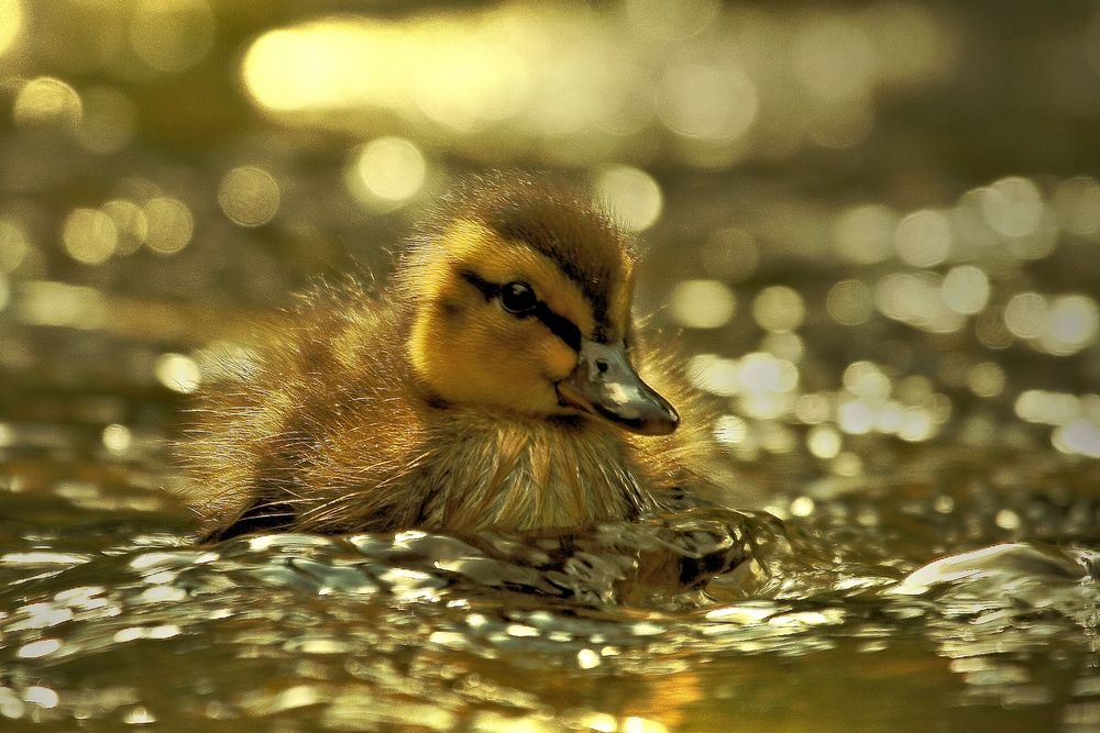 ente baby. Foto & Bild | tiere, wildlife, wild lebende vögel Bilder auf