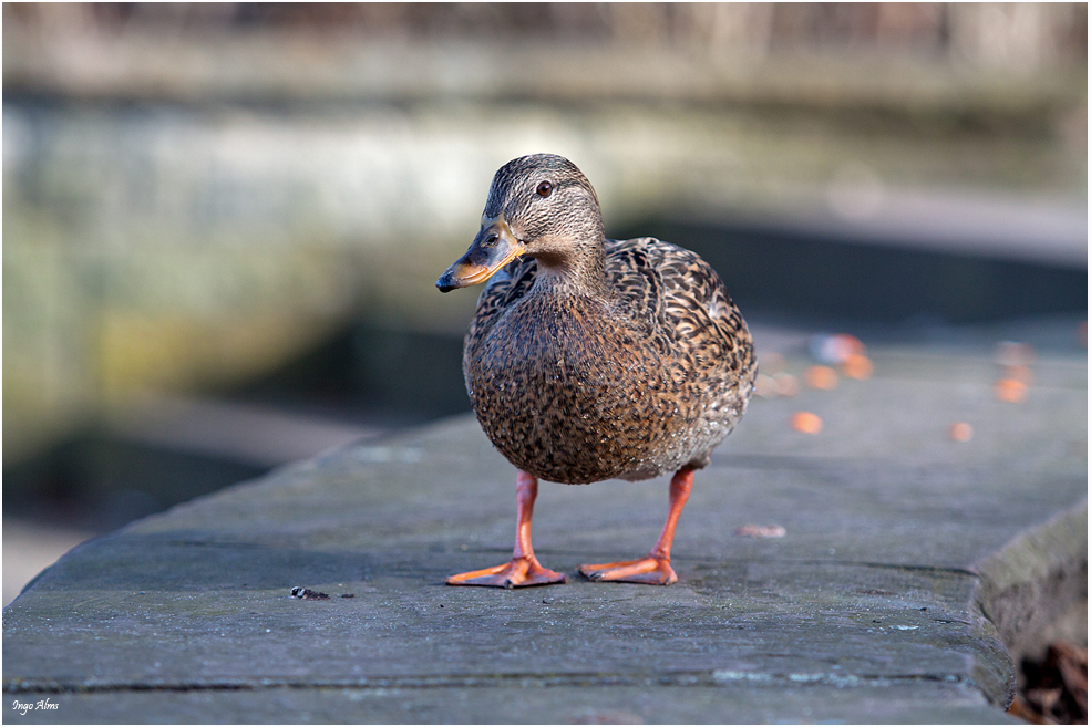 Ente begegnet Fotograf