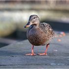 Ente begegnet Fotograf