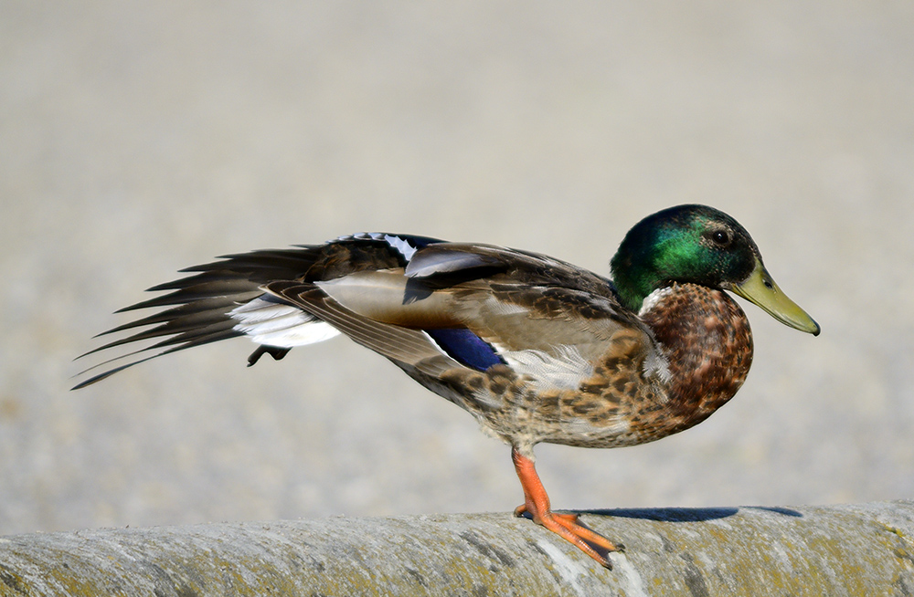 Ente bei der Gefiederpflege