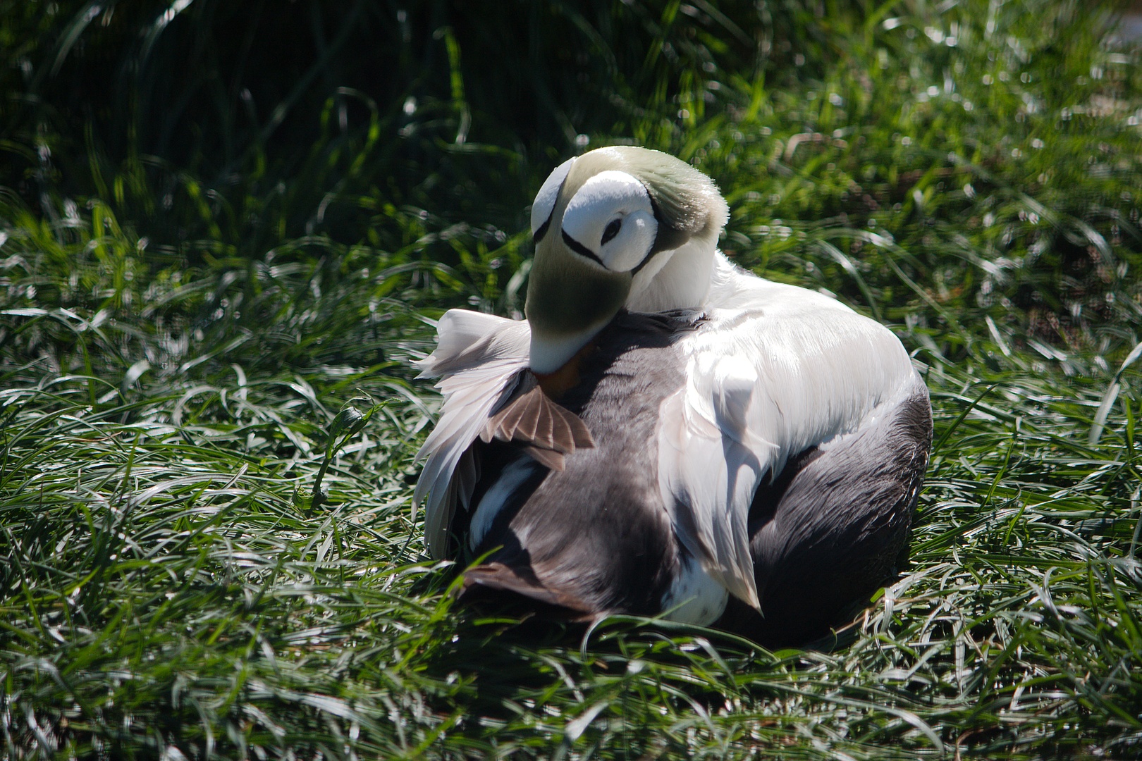 Ente bei der Gefiederpflege