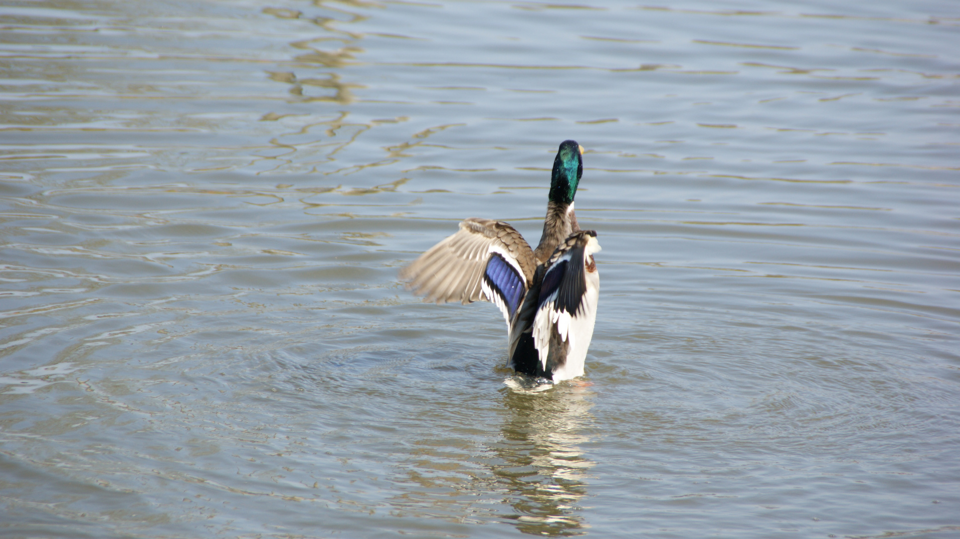 Ente bei der landung