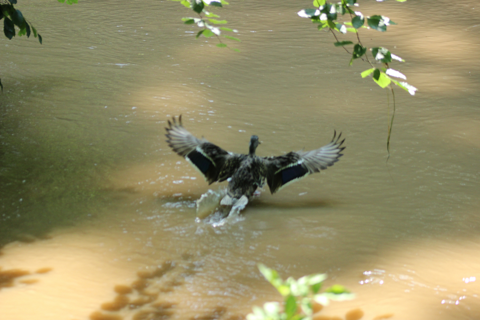 Ente bei der Landung im Wasser