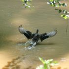 Ente bei der Landung im Wasser