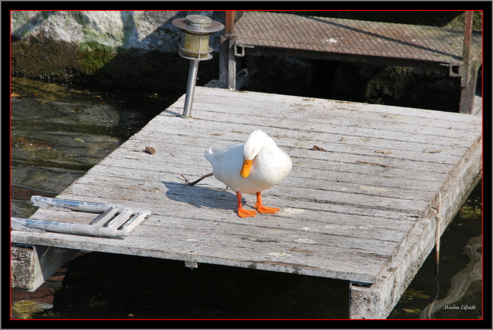 Ente bei der Morgentoilette.