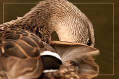 Ente bei der Morgentoilette