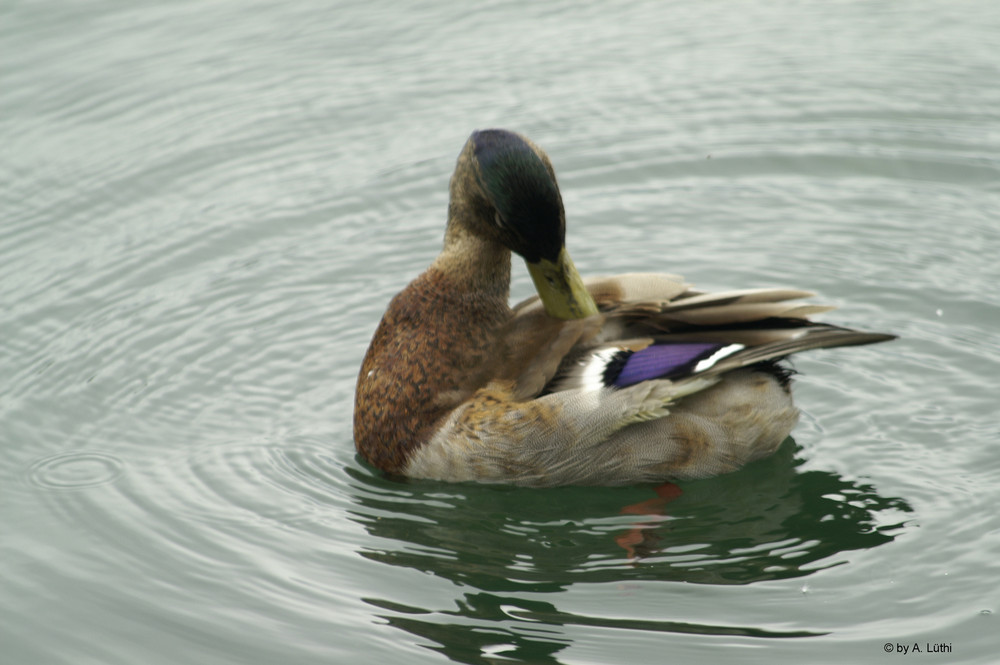 Ente bei der Reinigung