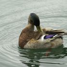 Ente bei der Reinigung