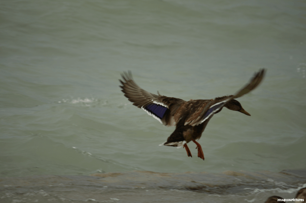 Ente bei Landung