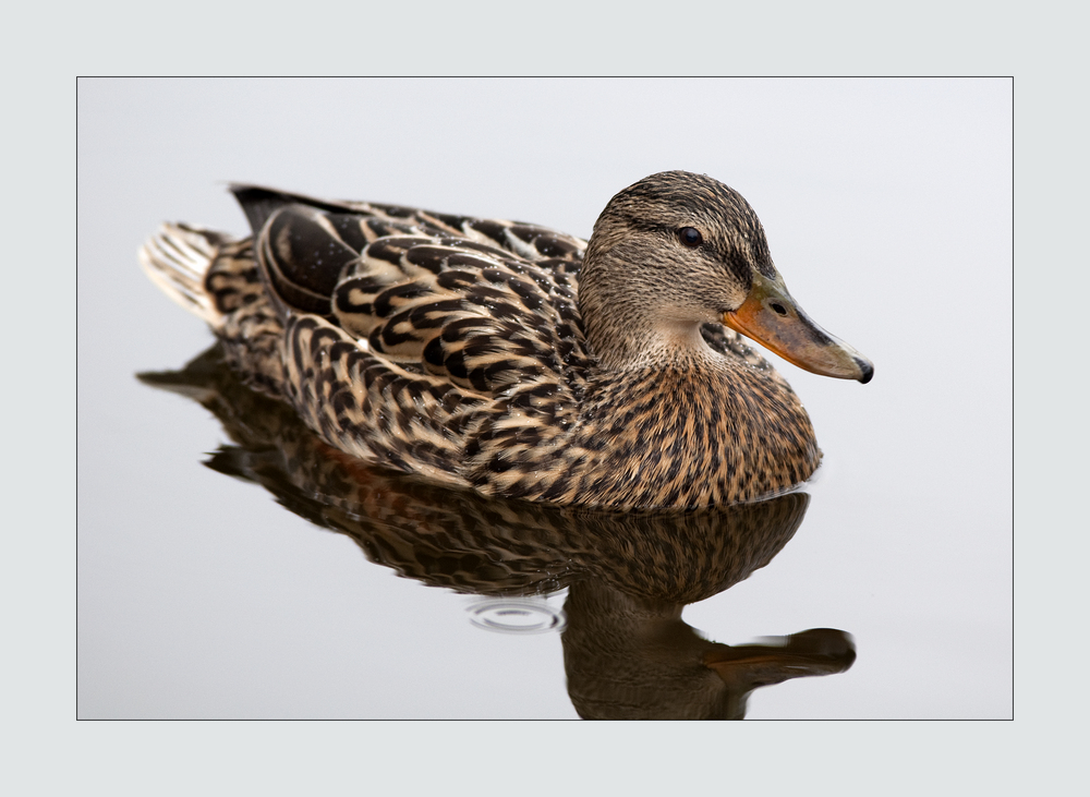 Ente bei Regen3