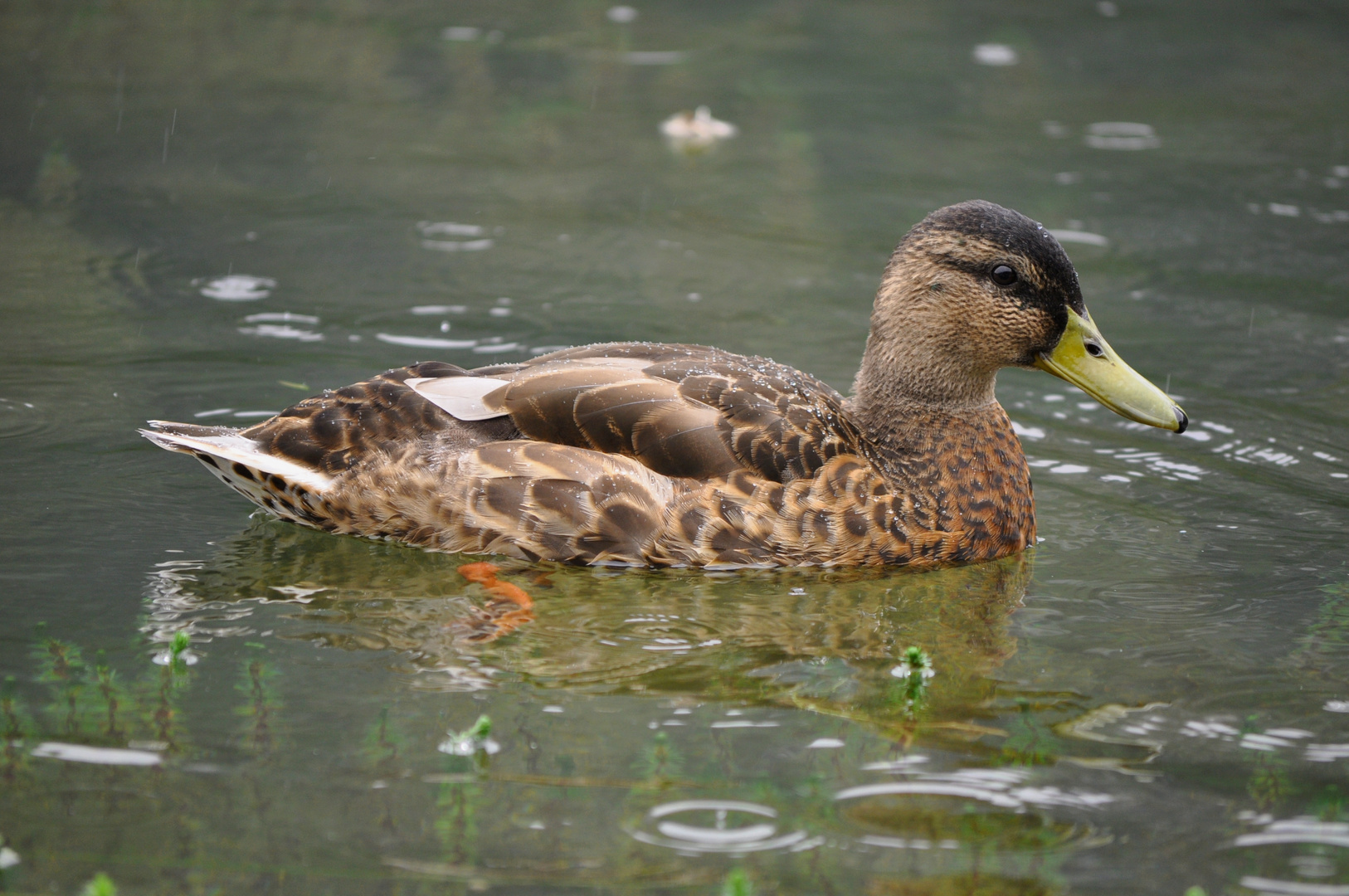 Ente bei Regenwetter