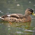 Ente bei Regenwetter