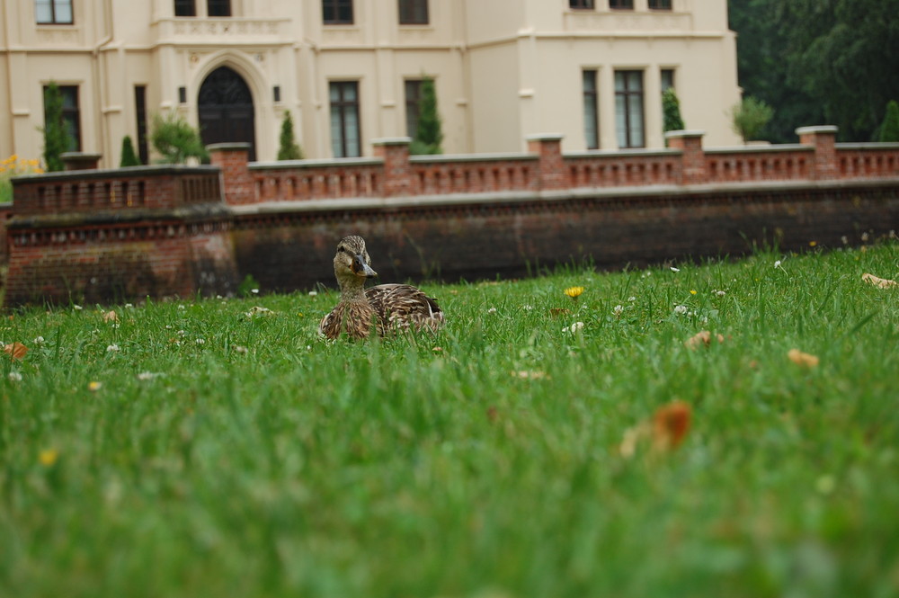 Ente bei Schloss Evenburg