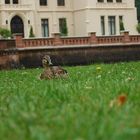 Ente bei Schloss Evenburg