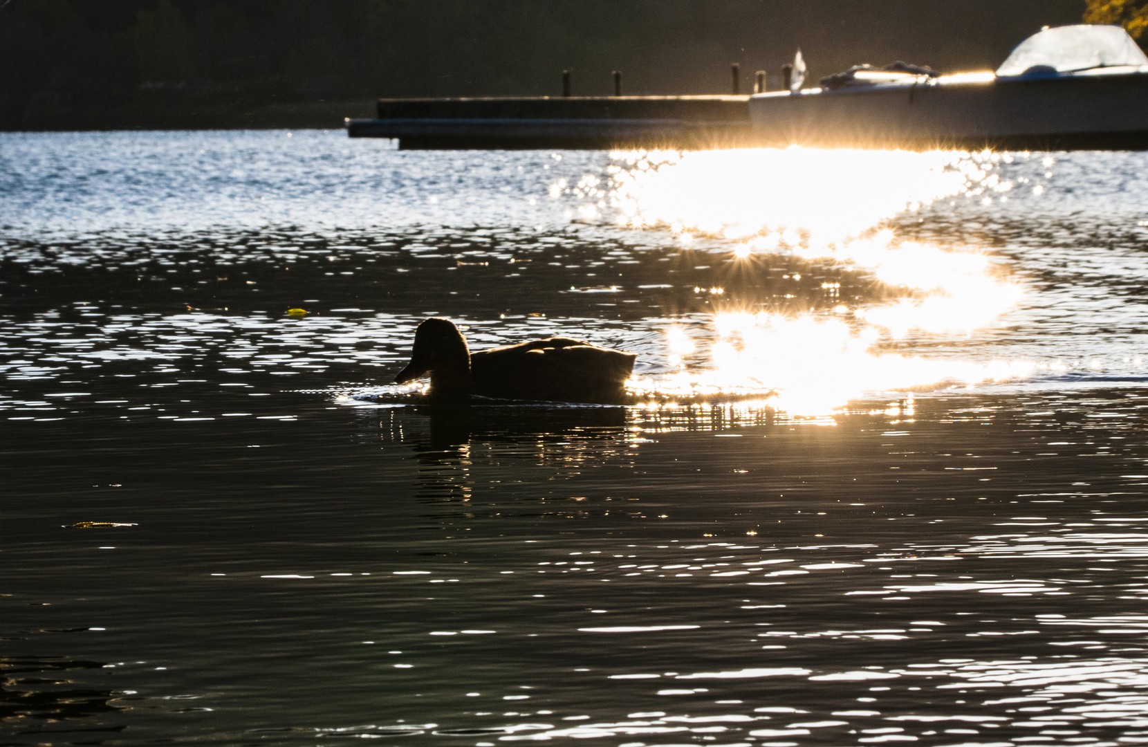 Ente bei Sonnenuntergang