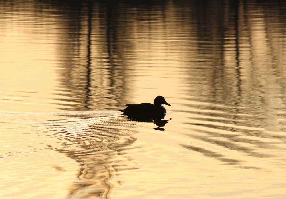 Ente bei Sonnenuntergang