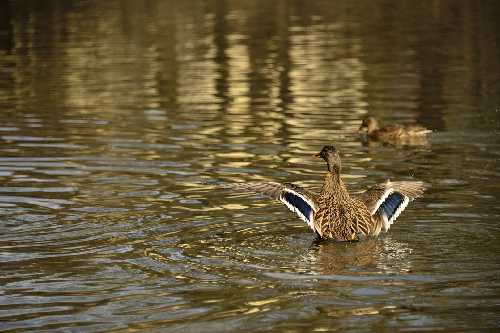 Ente beim Abflug