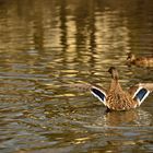 Ente beim Abflug