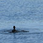 Ente beim Auftauchen mit Wassertropfen