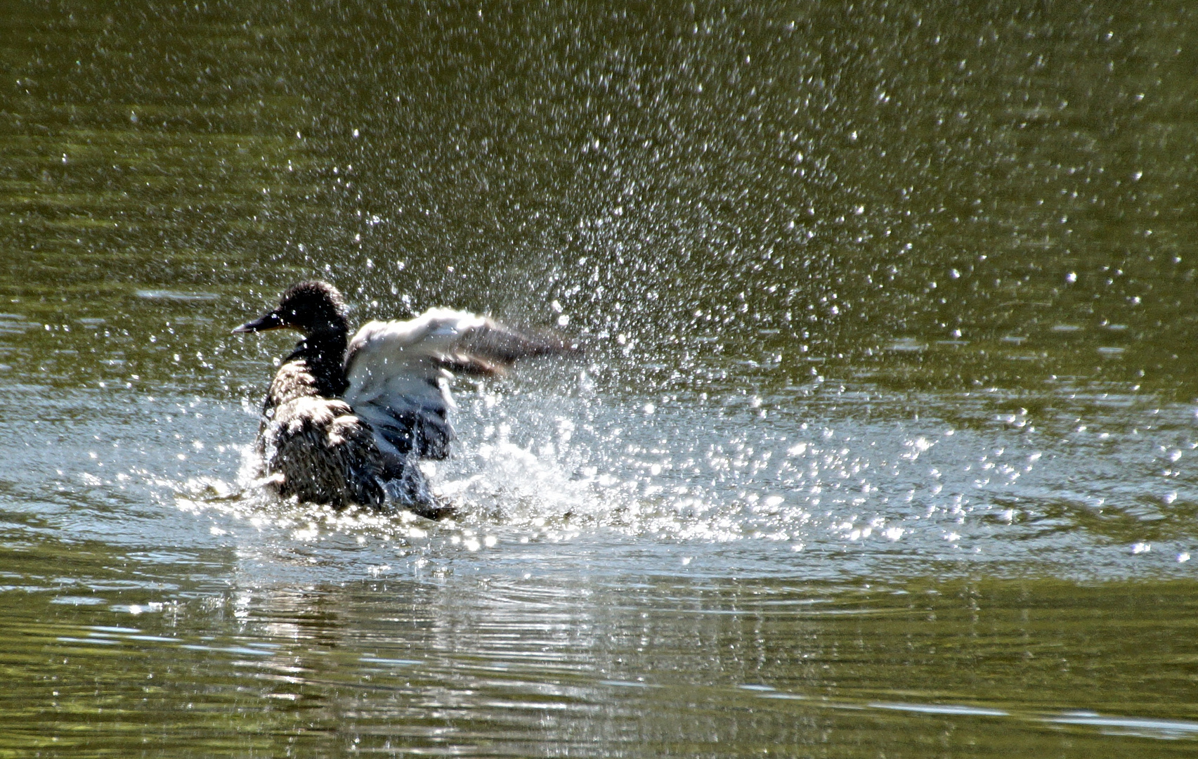 Ente beim Baden