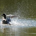 Ente beim Baden