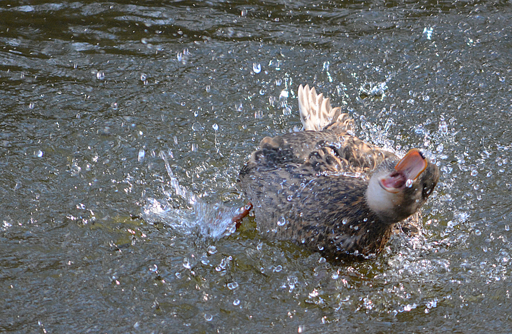 Ente beim Baden