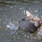 Ente beim Baden