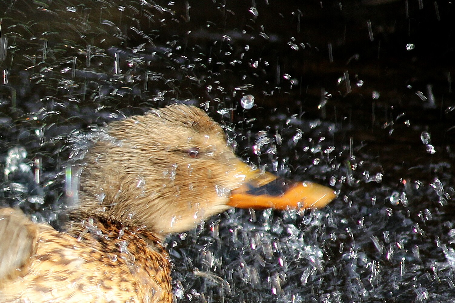 Ente beim Baden