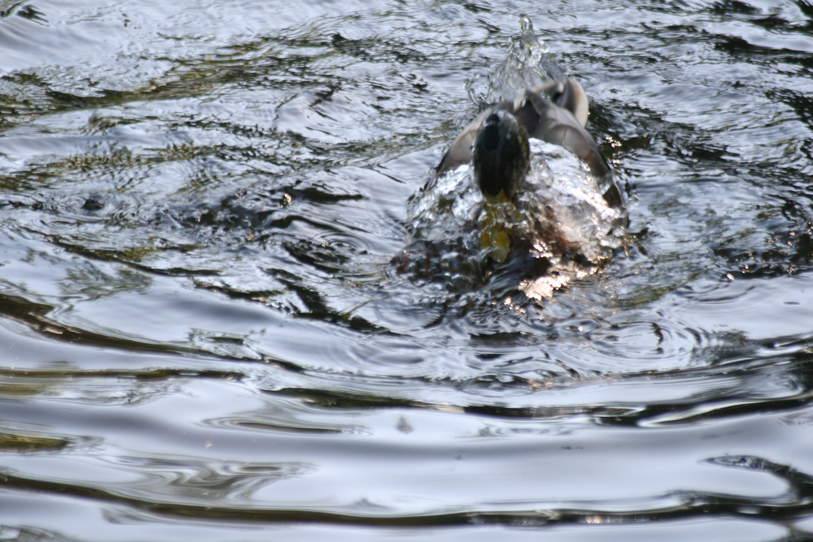 Ente beim Baden