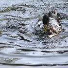 Ente beim Baden