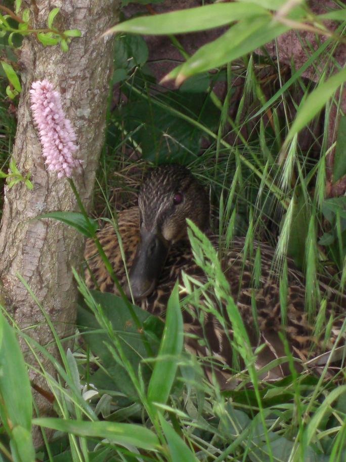 Ente beim Brüten