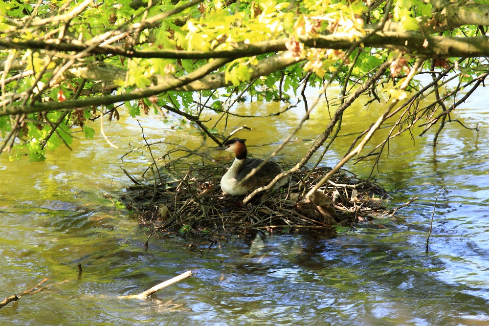 Ente beim brüten