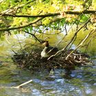 Ente beim brüten