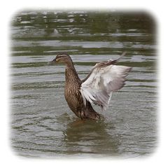 Ente beim flattern