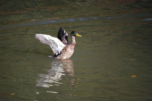 Ente beim Flugstart!