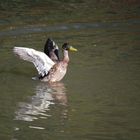 Ente beim Flugstart!