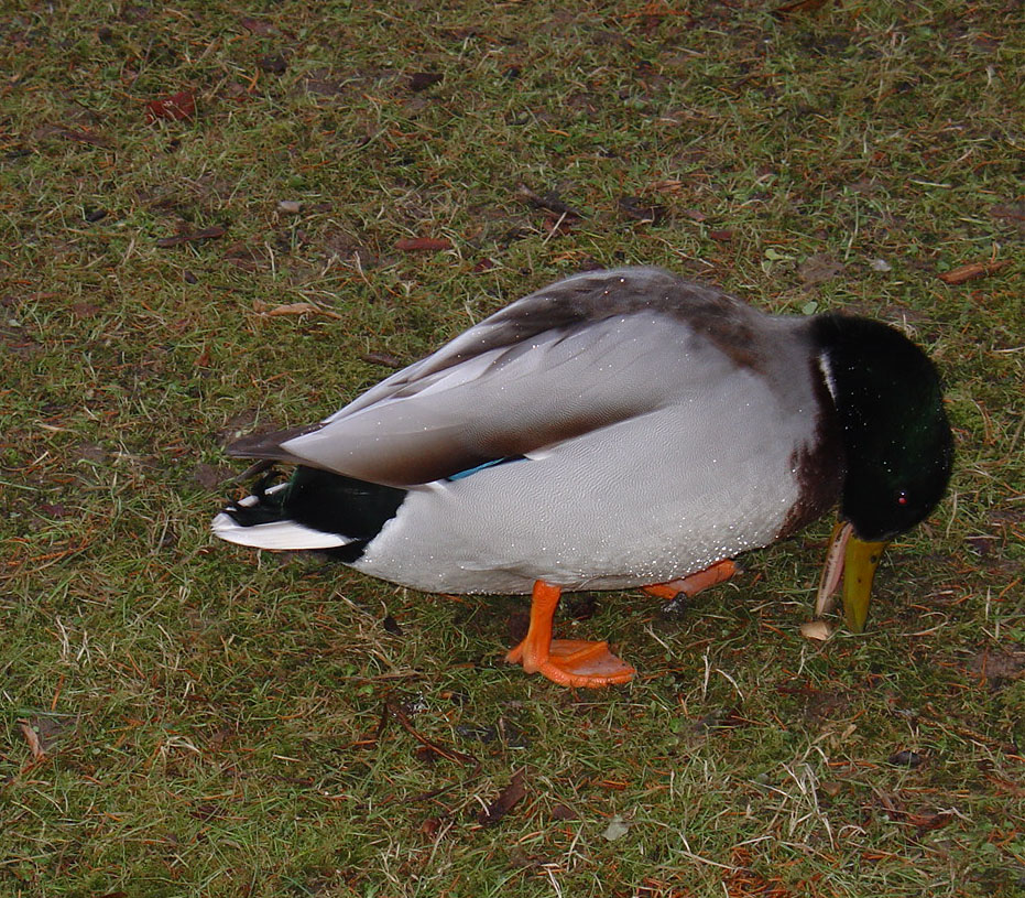 Ente beim fressen