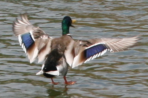 Ente beim Landeanflug