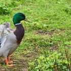 Ente beim Lüften der Feder