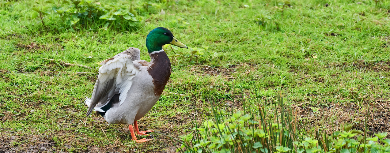 Ente beim Lüften der Feder