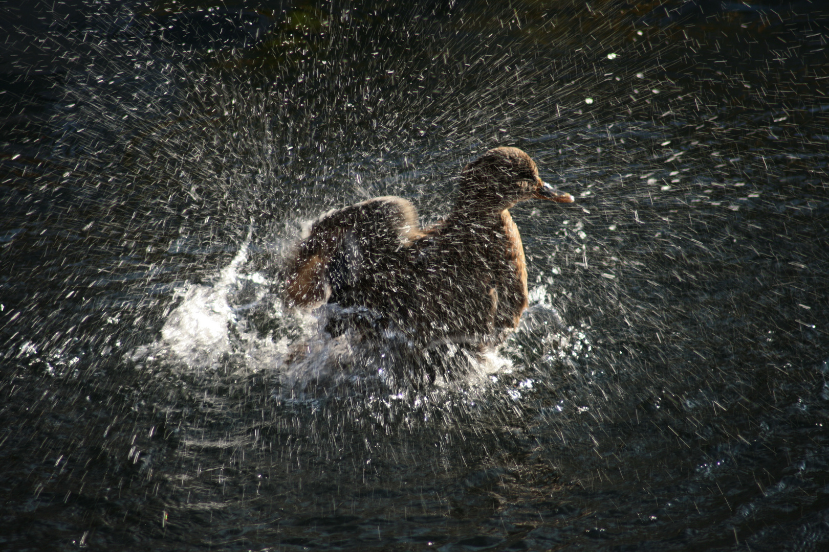 Ente beim Morgenputz, Kö-Graben, Düsseldorf