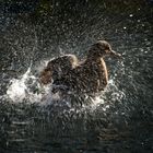 Ente beim Morgenputz, Kö-Graben, Düsseldorf