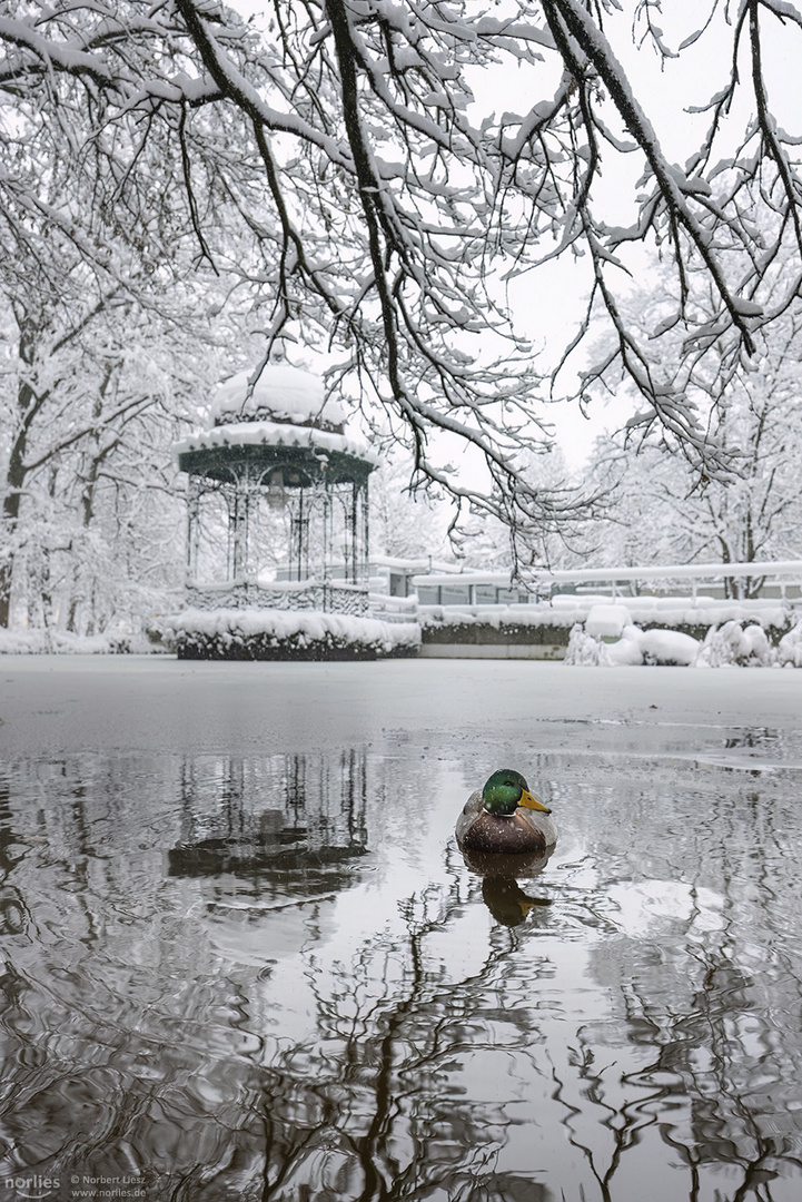 Ente beim Pavillon