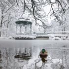 Ente beim Pavillon