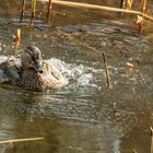 Ente beim planschen 