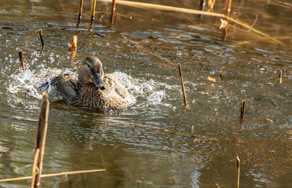 Ente beim planschen 