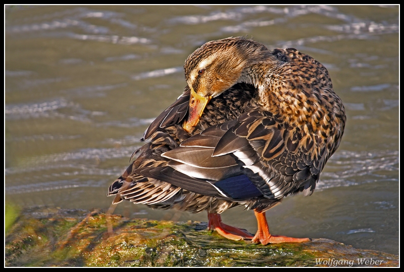 Ente beim Putzen