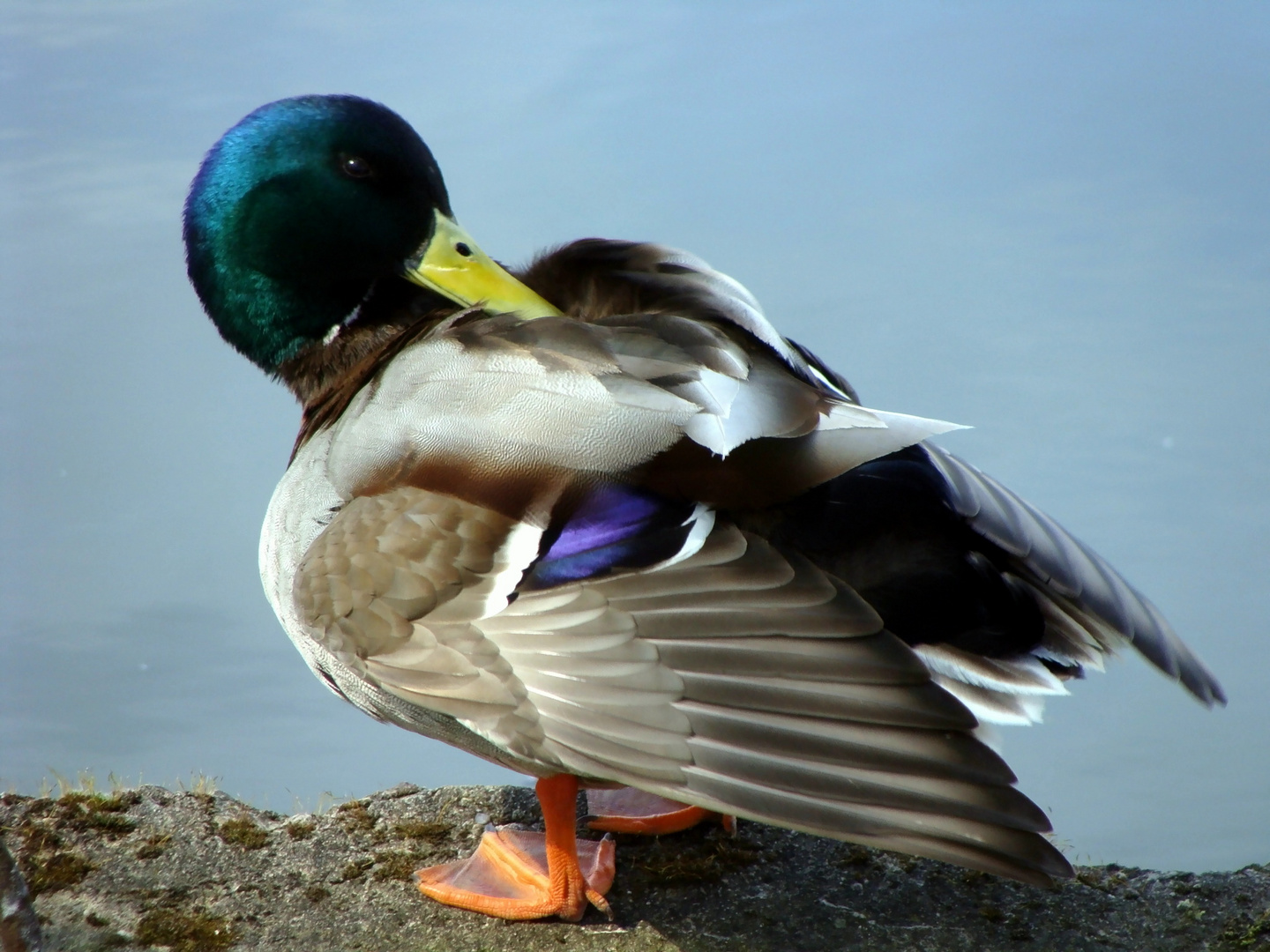 Ente beim putzen